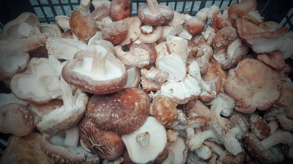 shiitake cortado 8_edited.webp