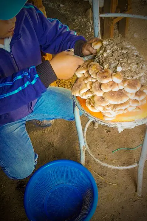 shiitake cortado 7_edited.webp
