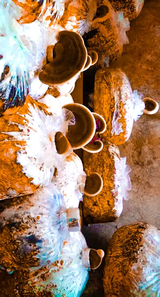 ganoderma recinaceum 3_edited.webp