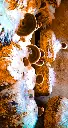 ganoderma recinaceum 3_edited.webp