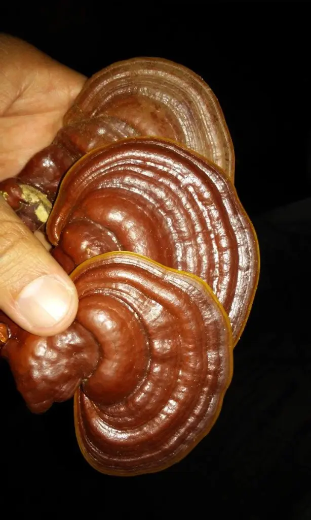 Ganoderma resinaceum 1.webp