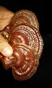 Ganoderma resinaceum 1.webp