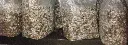 semilla 6_edited.webp