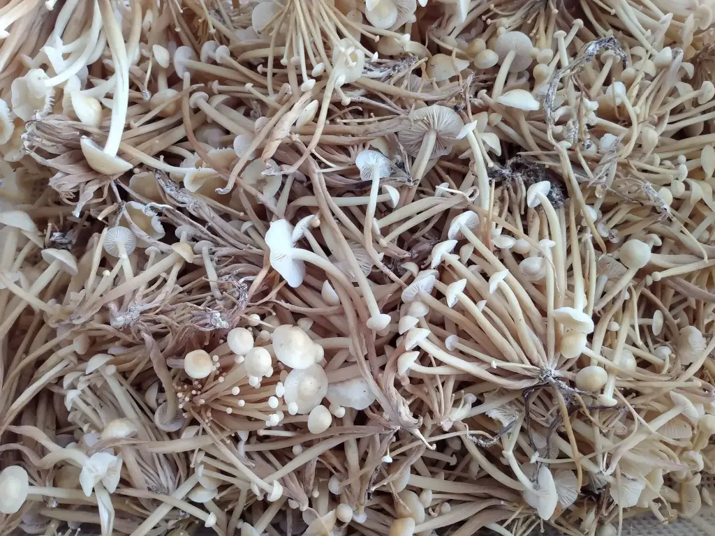 Kit de cultivo enoki (flammulina velutipes)