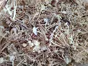 Kit de cultivo enoki (flammulina velutipes)