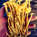 Kit de cultivo enoki (flammulina velutipes)