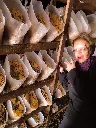 Kit de cultivo enoki (flammulina velutipes)