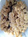 Kit de cultivo enoki (flammulina velutipes)