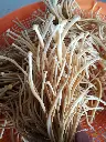 Kit de cultivo enoki (flammulina velutipes)