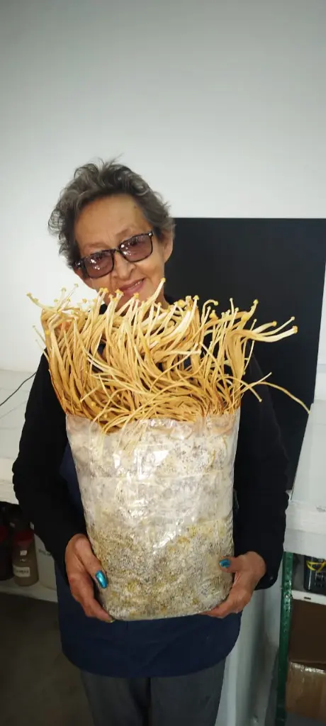 Kit de cultivo enoki (flammulina velutipes)