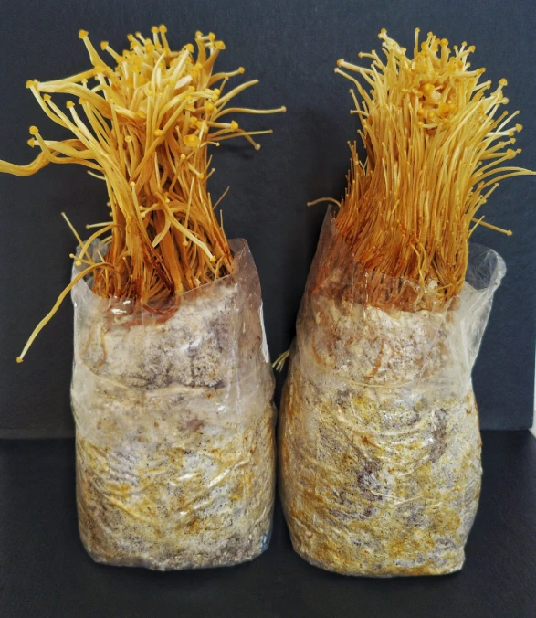 Kit de cultivo enoki (flammulina velutipes)