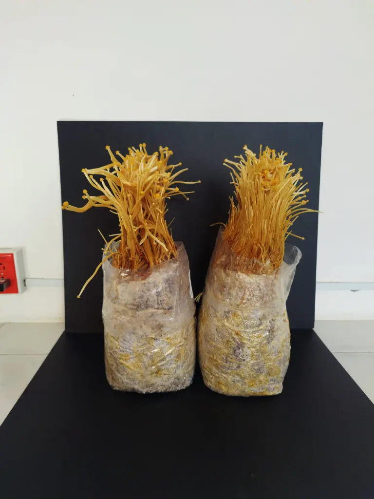 Kit de cultivo enoki (flammulina velutipes)