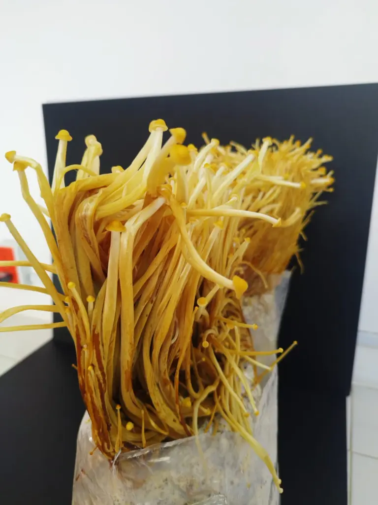 Kit de cultivo enoki (flammulina velutipes)