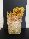 Hongo enoki deshidratado (flammulina velutipes) 