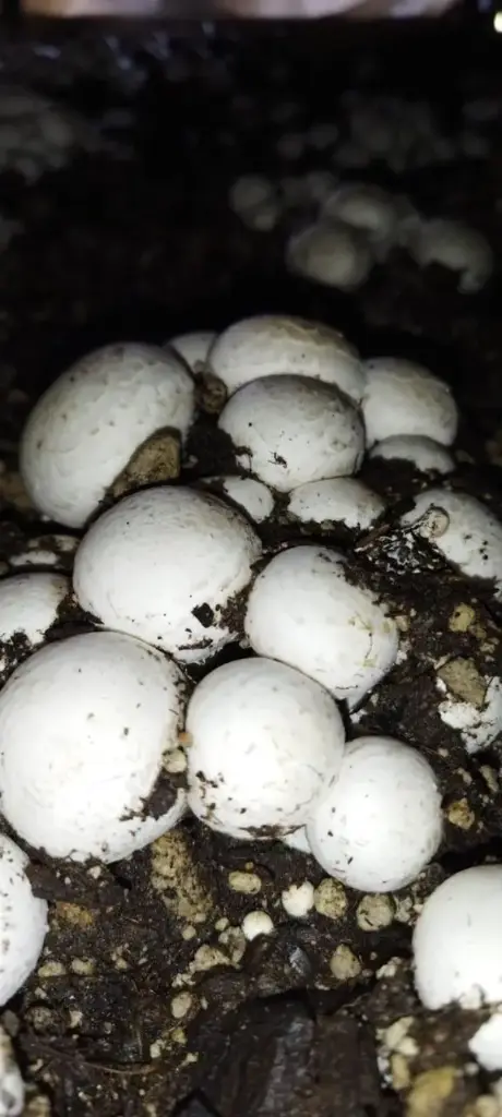 Cepa de champiñon (Agaricus bisporus)