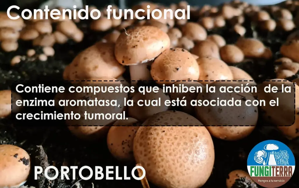 portobello 9.webp