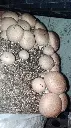 portobello 1.webp