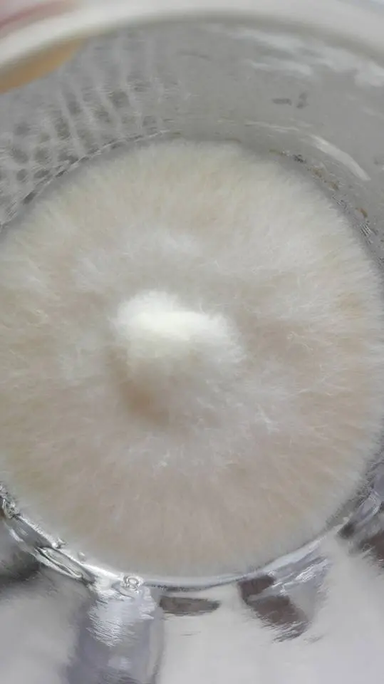 cepa de seta blanca.webp