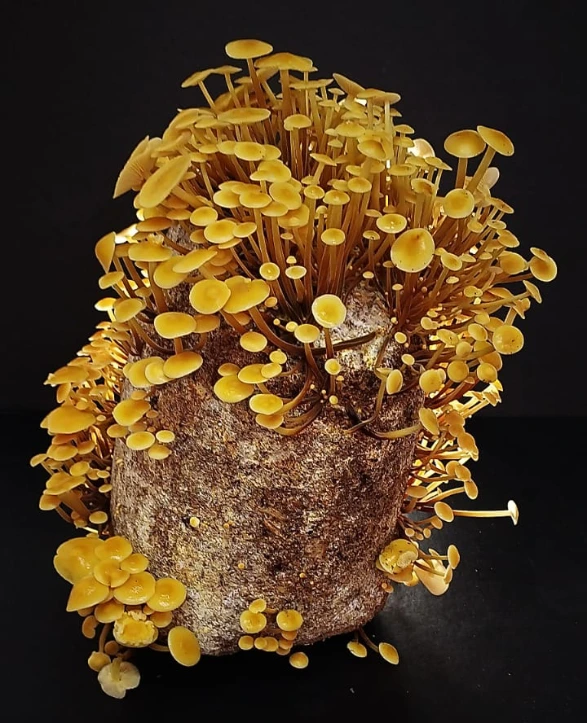 Mushbgas enoki fructificado.webp