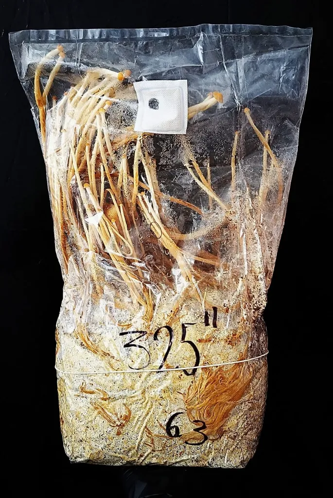 Enoki mushbags no filtro.webp