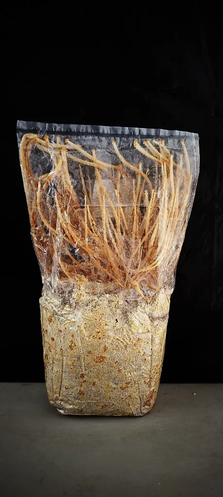 Enoki sin filtro.webp