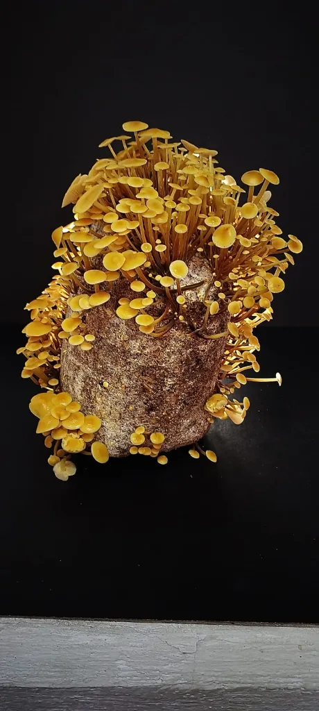 Mushbgas enoki fructificado.webp