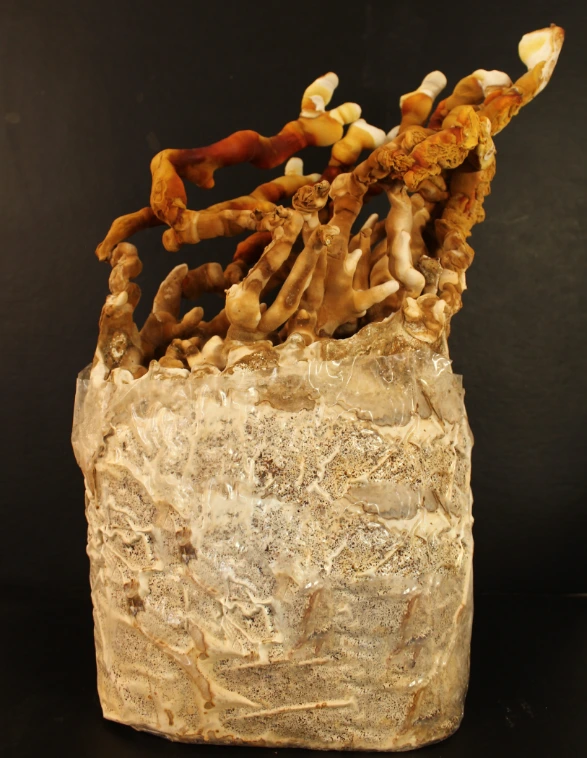 Ganoderma m - completa.webp