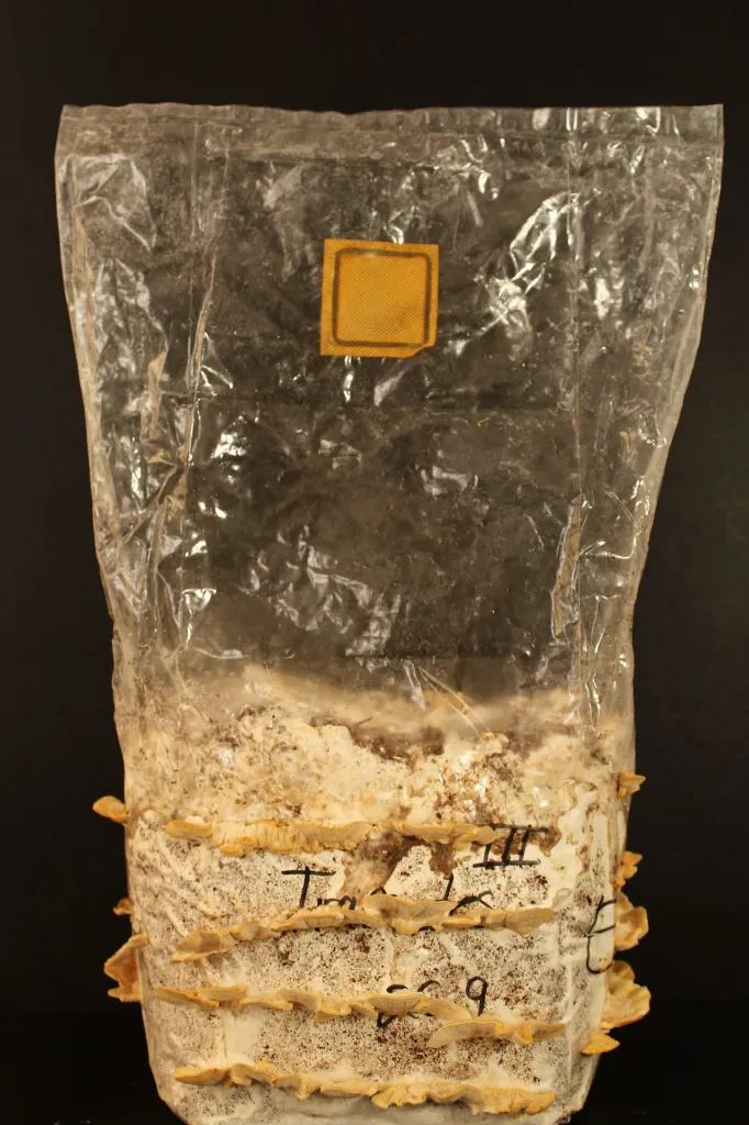 trametes completa.webp