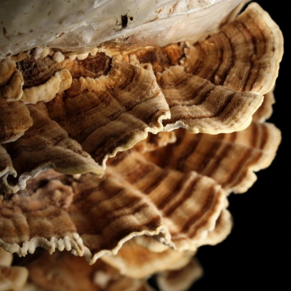 Trametes vista desde arriba.webp
