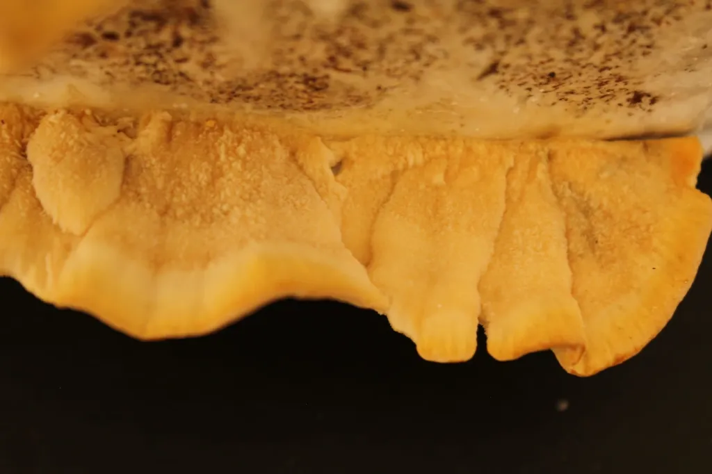 Trametes macro arriba.webp