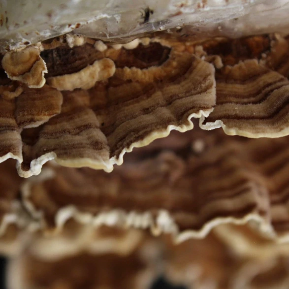 Trametes macro arriba.webp