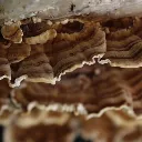 Trametes macro arriba.webp