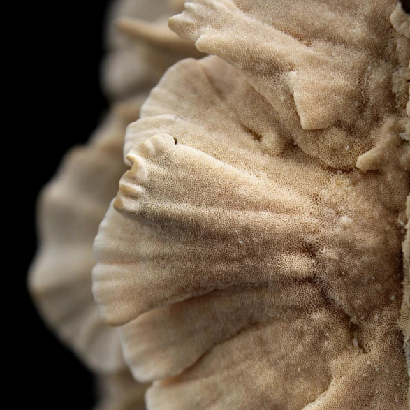 Trametes abajo.webp