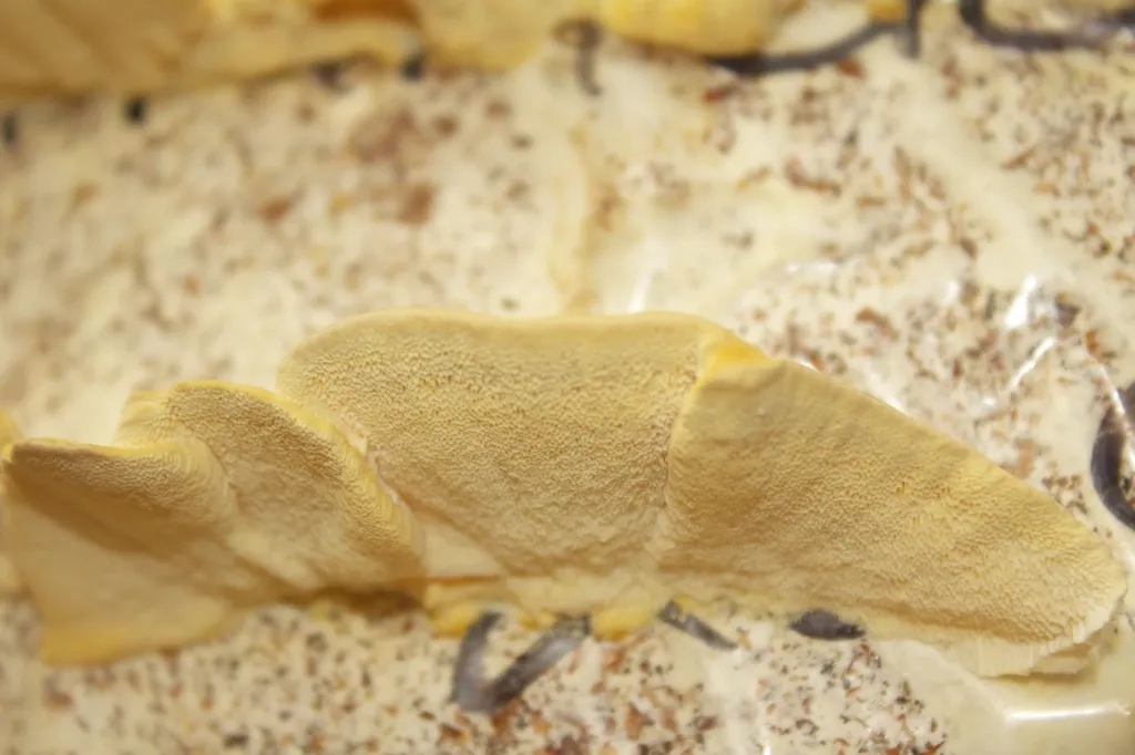 rametes desde abajo.webp