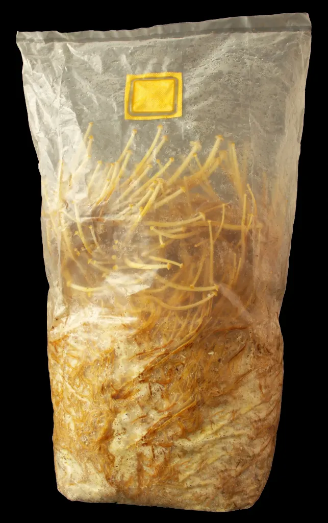 Enoki frente F2 fondo negro.webp