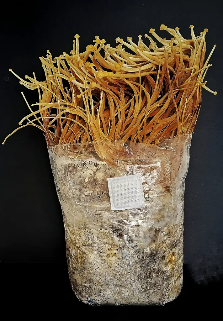 Mushbags enoki 2 mejorada portada web.webp