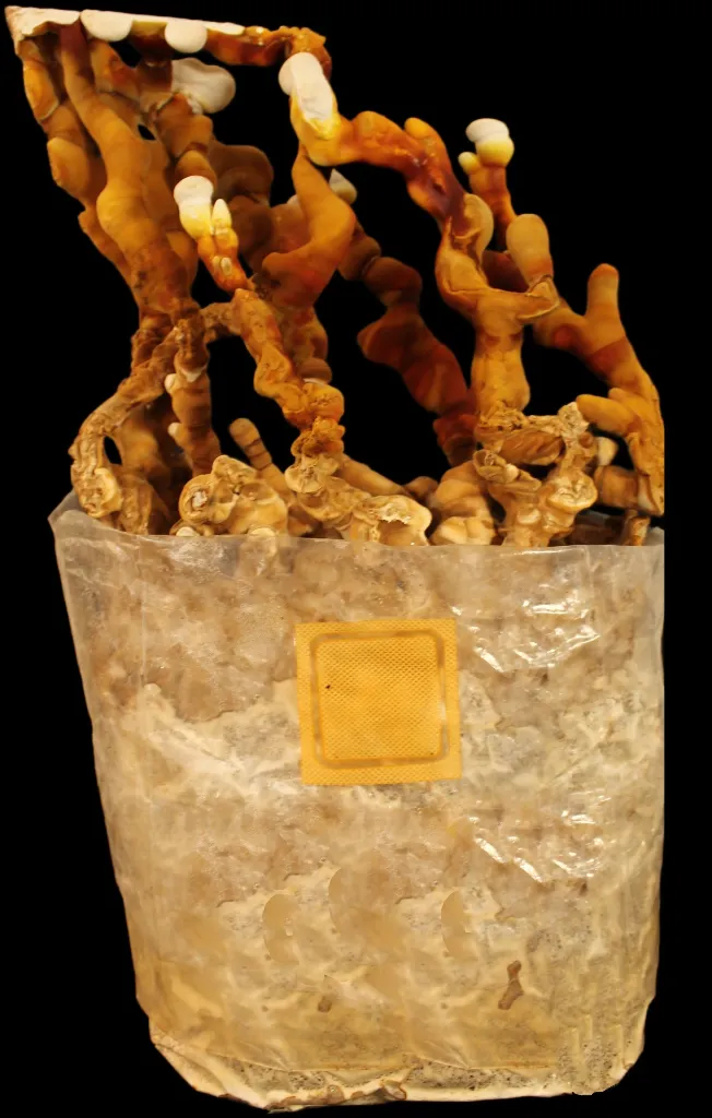 Ganoderma con filtro 2.webp