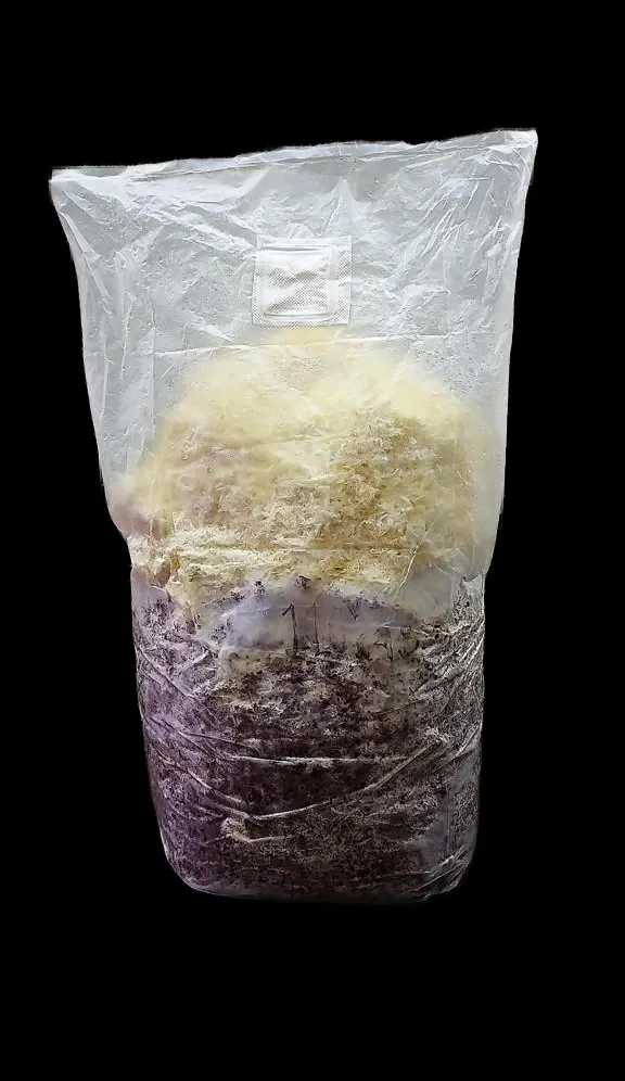 Melena de leon dentro de fungibolsa para amazon F1.webp