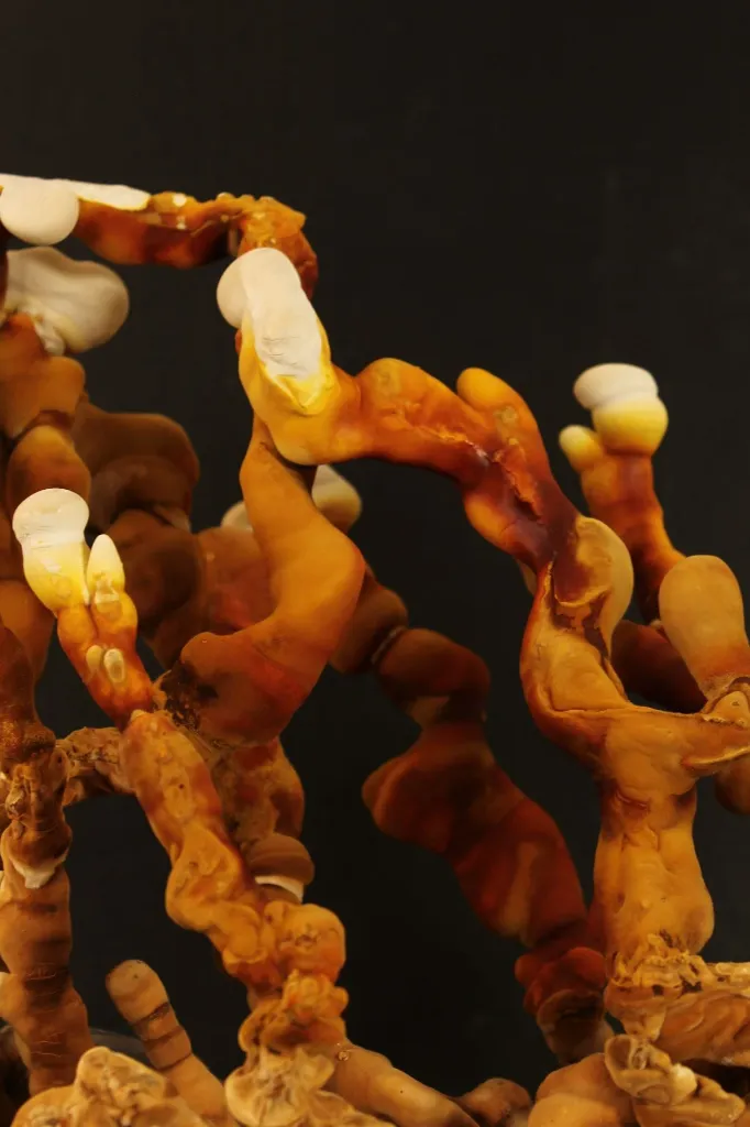 Ganoderma Macro.webp