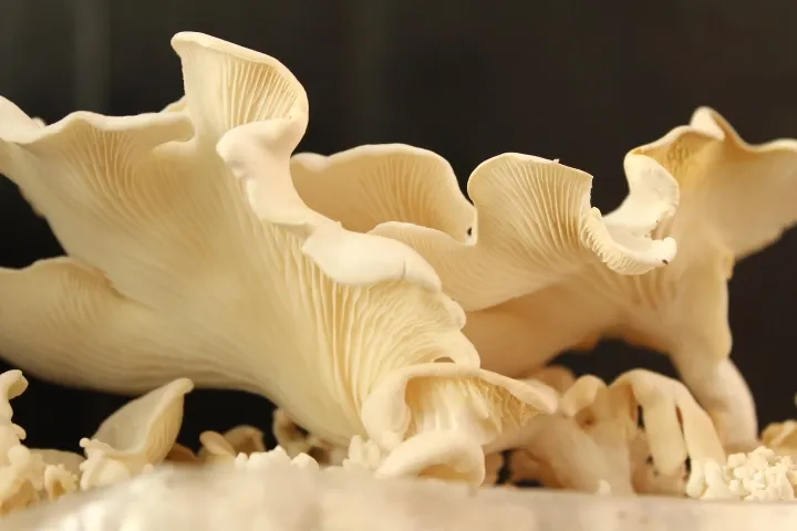 Seta blanca macro.webp