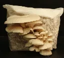 Seta perla fructificada.webp