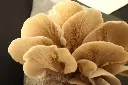 Seta perla láminas.webp