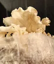 Seta blanca zoom.webp