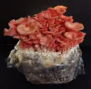 P djamour Seta rosa 104 completa.webp