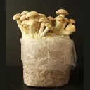 Seta cardo (P eryngii) (1).webp