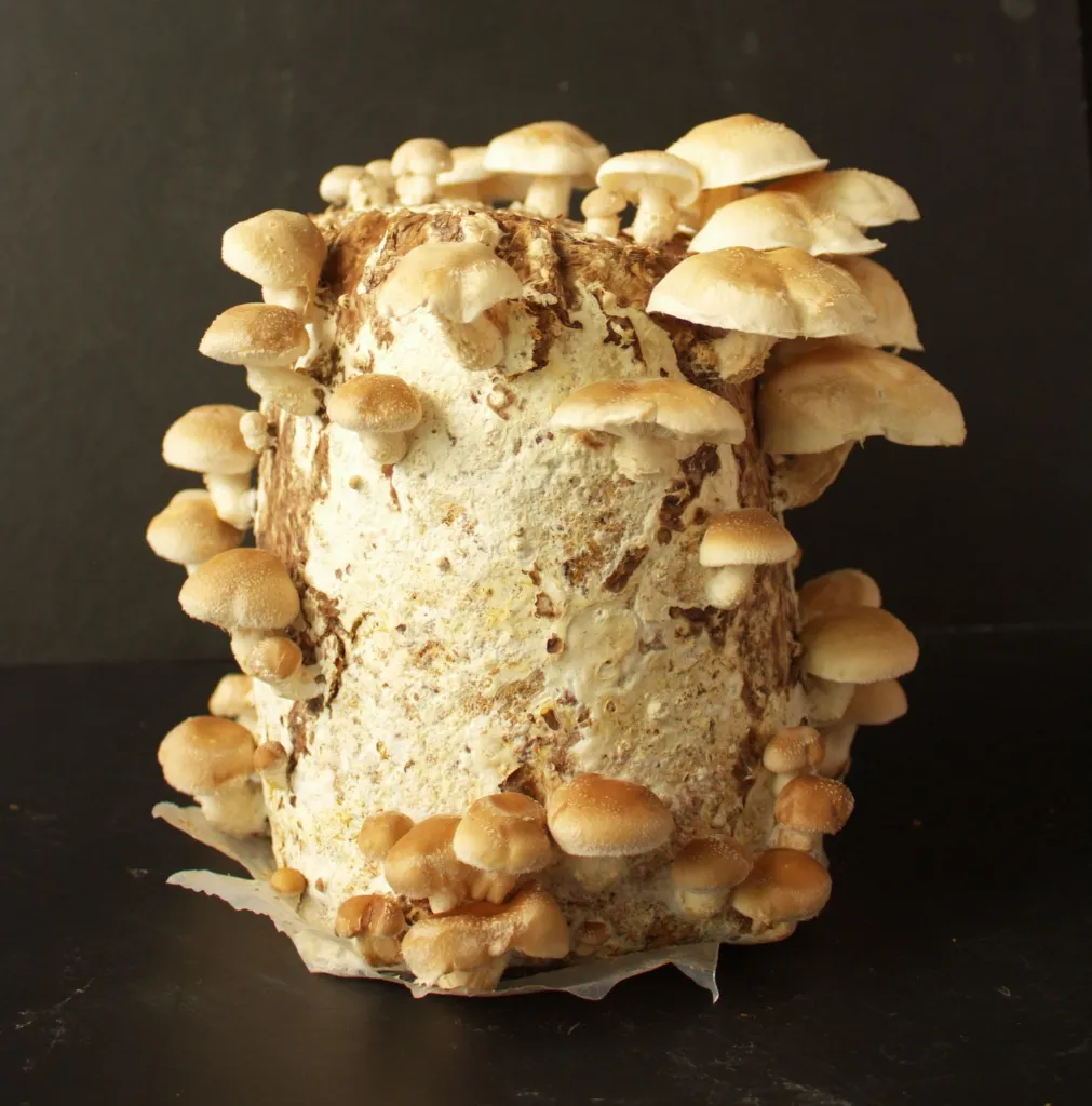 Shiitake fructificada para WEB.webp
