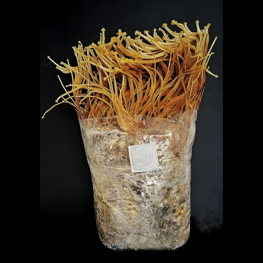 Enoki fructificado.webp