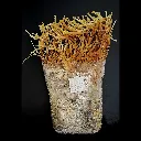 Enoki fructificado.webp