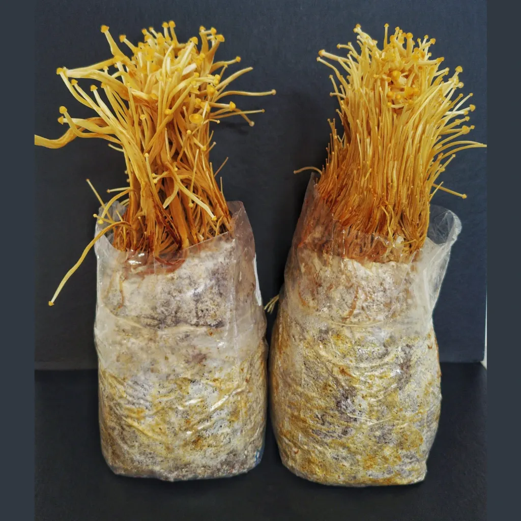 Dos bolsas de Enoki.webp