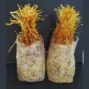 Dos bolsas de Enoki.webp